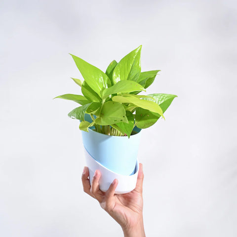 Money Plant Golden