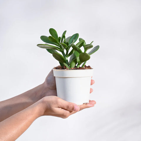 Crassula Ovata