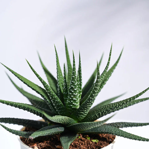 Haworthia Attenuata