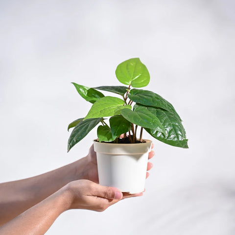 Betel Leaf