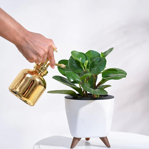 Peperomia Obtusifolia