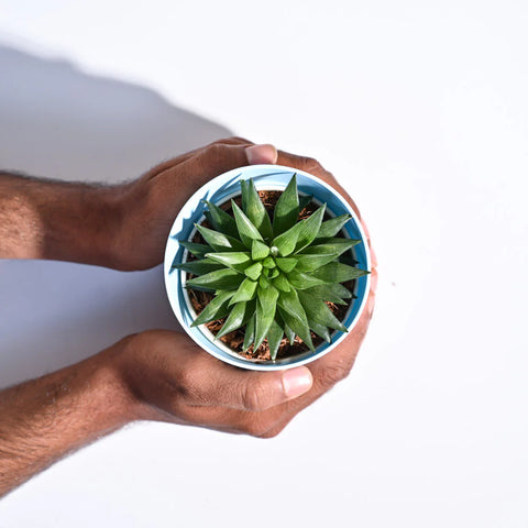 Haworthia Turgida