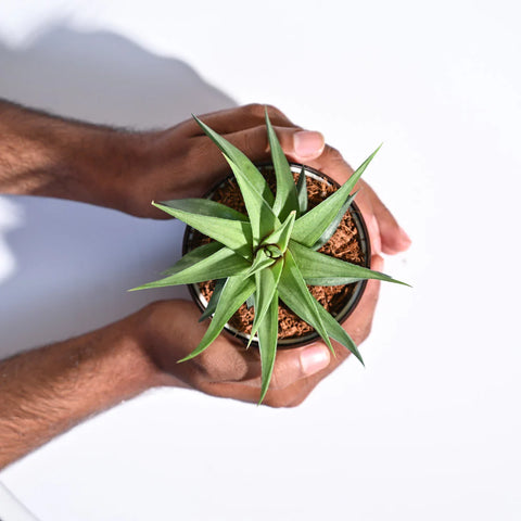 Haworthia Limifolia var. Ubomboensis