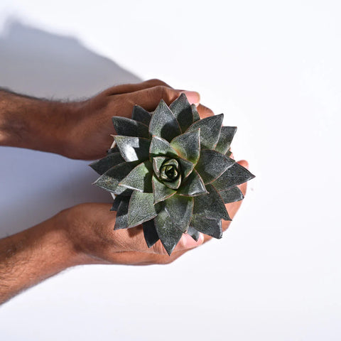 Echeveria Lotus Chinensis