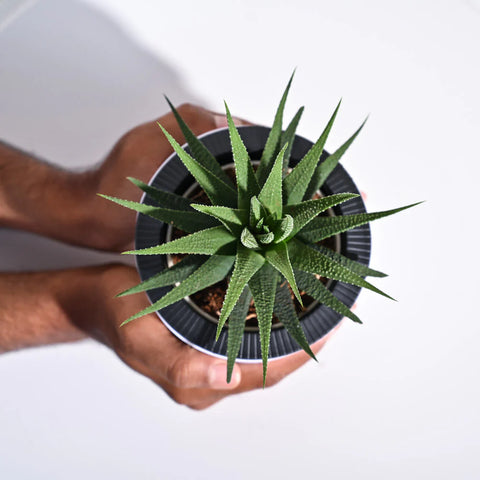 Haworthia Attenuata