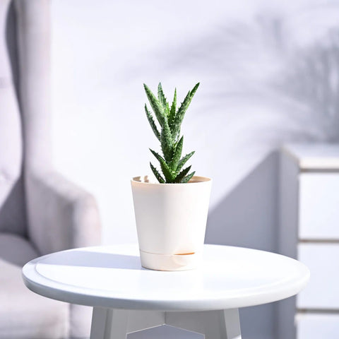 Aloe Juvenna