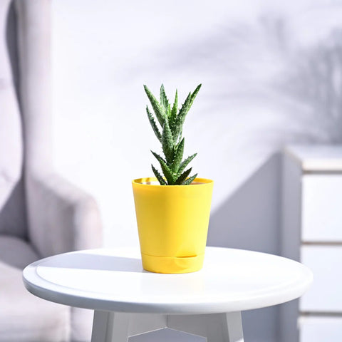Aloe Juvenna