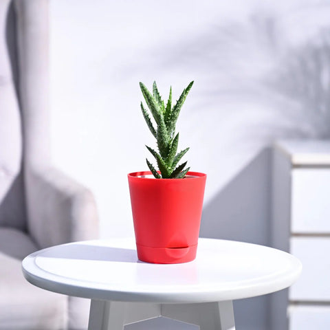 Aloe Juvenna