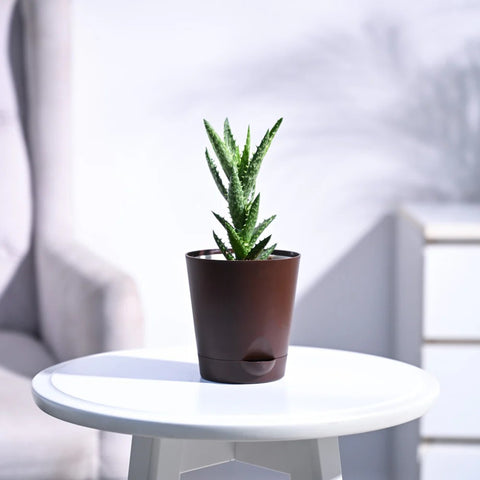 Aloe Juvenna