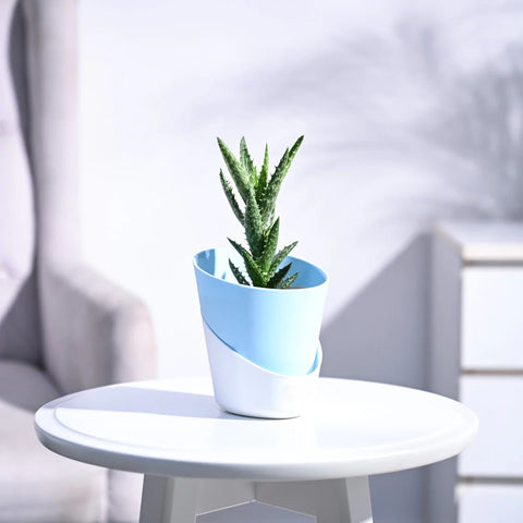 Aloe Juvenna