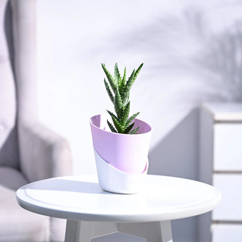 Aloe Juvenna