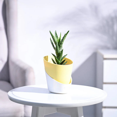 Aloe Juvenna