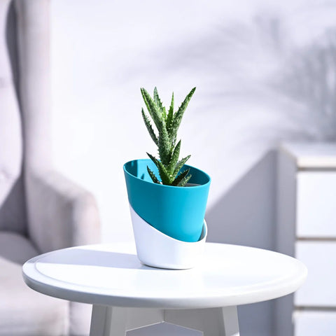 Aloe Juvenna
