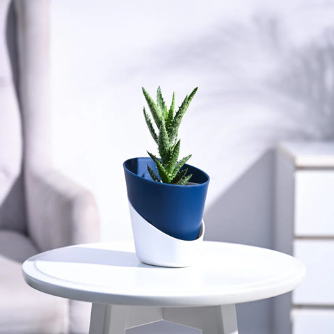 Aloe Juvenna