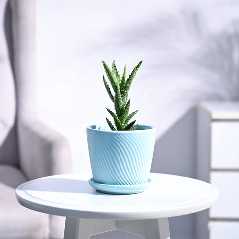 Aloe Juvenna