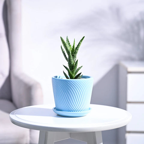 Aloe Juvenna