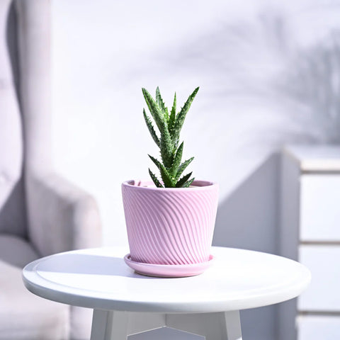 Aloe Juvenna