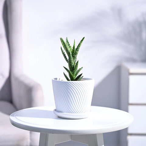 Aloe Juvenna
