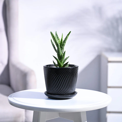 Aloe Juvenna