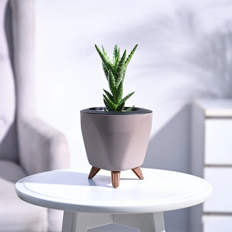 Aloe Juvenna