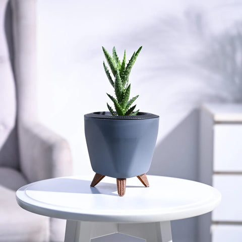 Aloe Juvenna