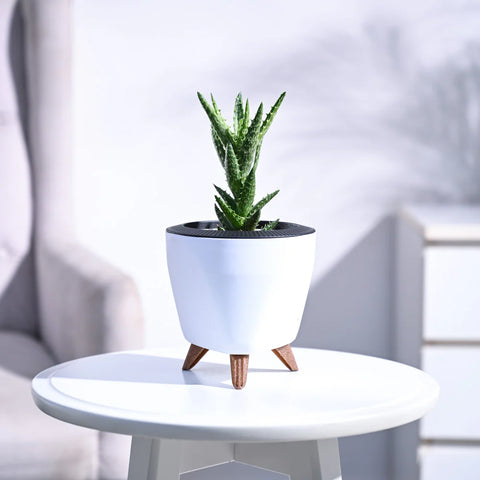 Aloe Juvenna
