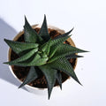 Haworthia Limifolia