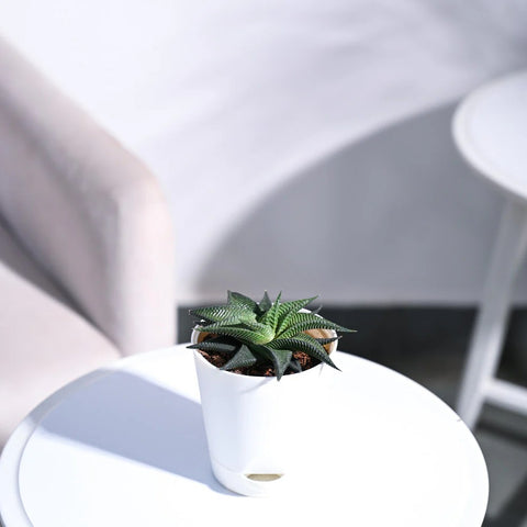 Haworthia Limifolia