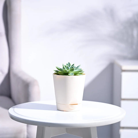 Echeveria Pegasus