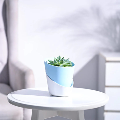 Echeveria Pegasus