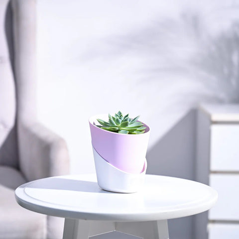 Echeveria Pegasus