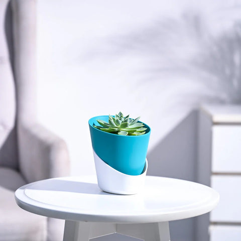 Echeveria Pegasus