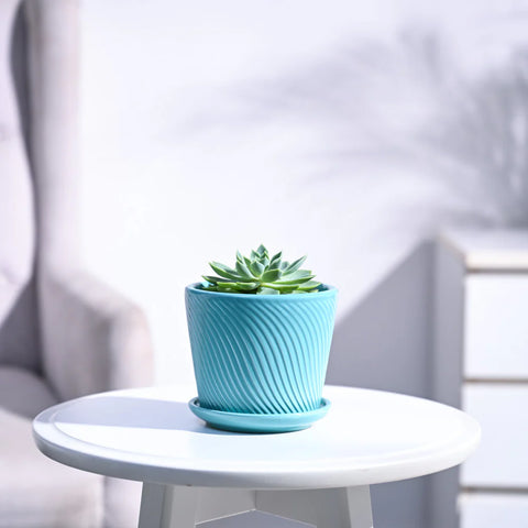 Echeveria Pegasus