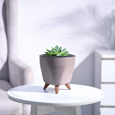 Echeveria Pegasus