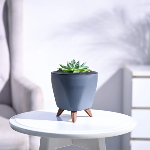 Echeveria Pegasus