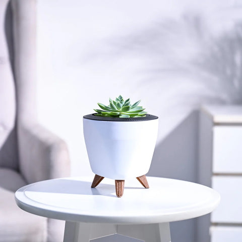 Echeveria Pegasus
