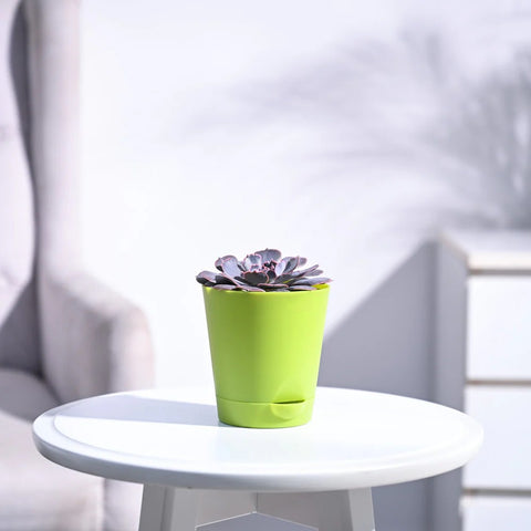 Echeveria Hybrid