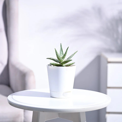 Aloe Blizzard