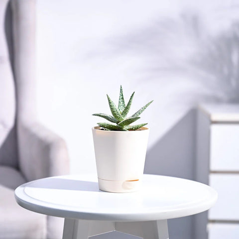 Aloe Blizzard