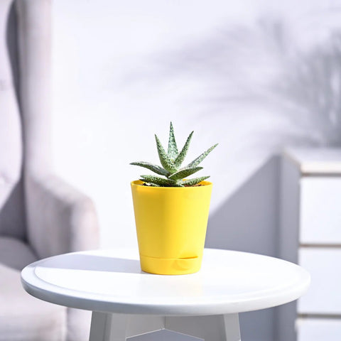 Aloe Blizzard