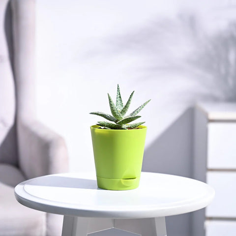 Aloe Blizzard