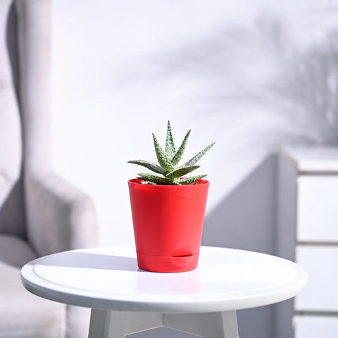 Aloe Blizzard