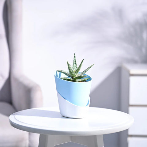 Aloe Blizzard
