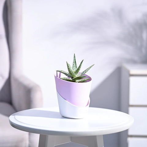 Aloe Blizzard