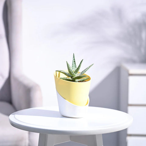 Aloe Blizzard