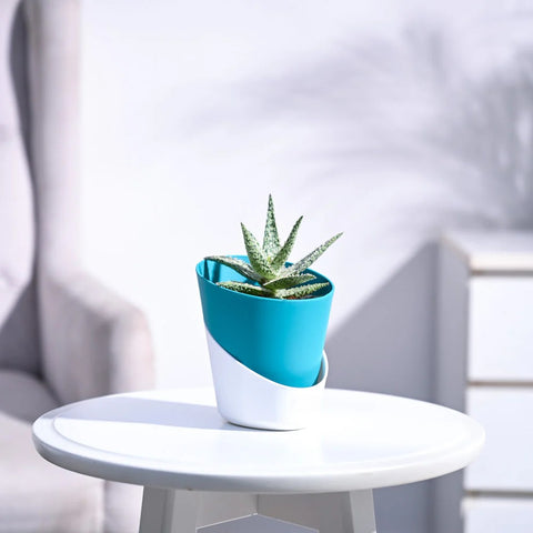 Aloe Blizzard