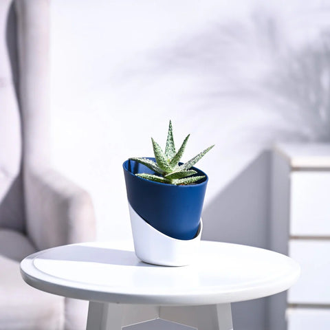 Aloe Blizzard
