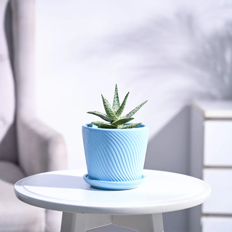 Aloe Blizzard