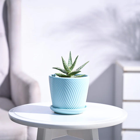 Aloe Blizzard