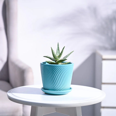 Aloe Blizzard